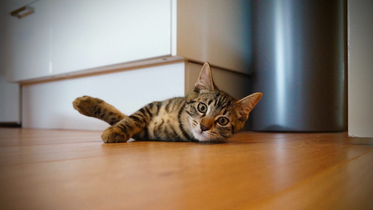 macska a padlón